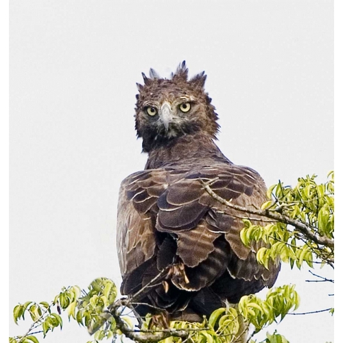 Kenya Martial eagle perched on tree limb